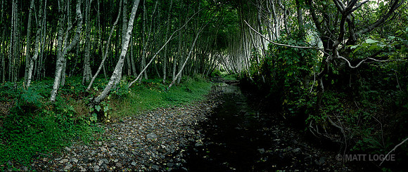 Jackass Creek, Near Wheeler Camp, Sinkyone Wilderness, CAJackass Creek, Near Wheeler Camp, Sinkyone Wilderness, CA