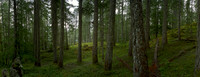 On the trail to Marble Meadows, Vancouver Island, BC