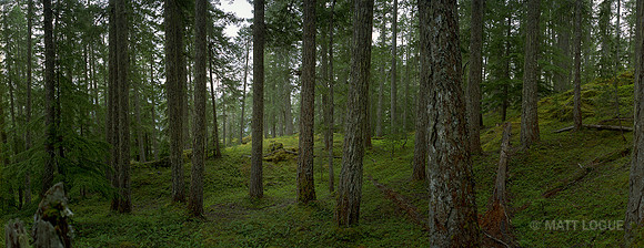 On the trail to Marble Meadows, Vancouver Island, BC