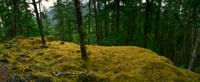On the trail to Marble Meadows, Vancouver Island, BC