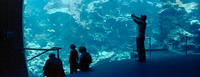 California Coast exhibit, California Academy of Sciences, San Francisco