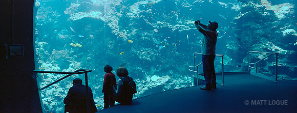 California Coast exhibit, California Academy of Sciences, San Francisco