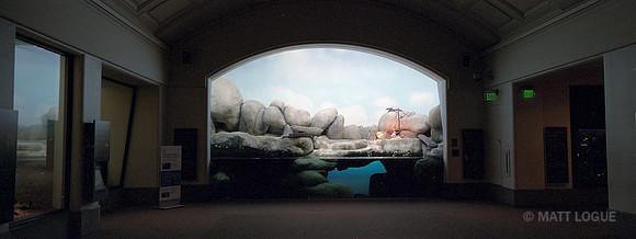 Diorama under construction, California Academy of Sciences, San Francisco