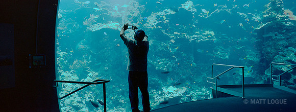 California Coast exhibit, California Academy of Sciences, San Francisco
