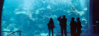 California Coast exhibit, California Academy of Sciences, San Francisco