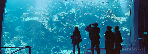 California Coast exhibit, California Academy of Sciences, San Francisco