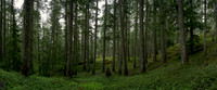 On the trail to Marble Meadows, Vancouver Island, BC