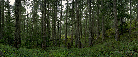On the trail to Marble Meadows, Vancouver Island, BC