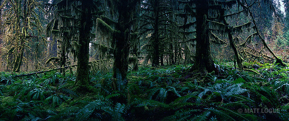 Hoh rainforest, Olympic National Park, WA