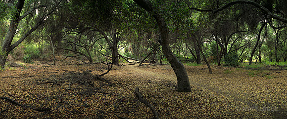 Caspars National Forest, CA