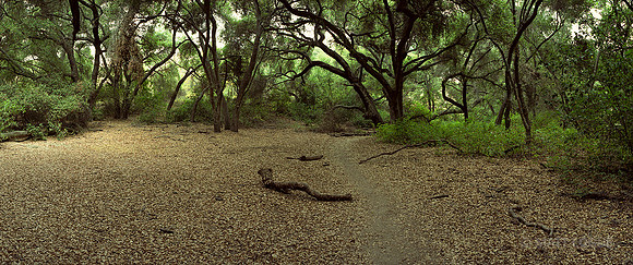 Caspars National Forest, CA