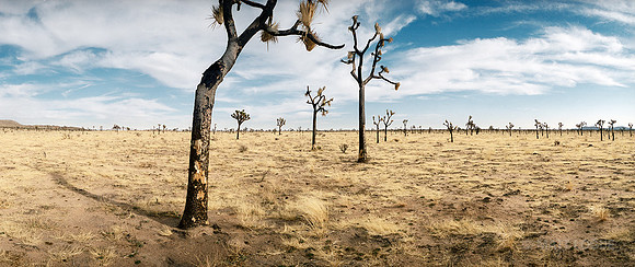 Burned Joshua Trees, Joshua Tree NP