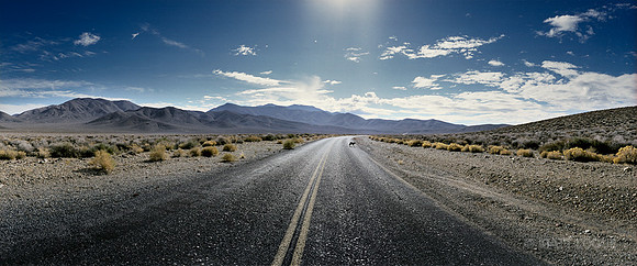 Coyote on the road to Wildrose, Death Valley NP