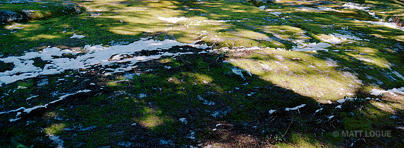 Moss, Snow and Sunlight, Alpine Lakes Wilderness, WA