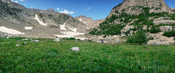 Field of alpine flowers on the trail to Basin Mountain summit, Sierra National Forest CA