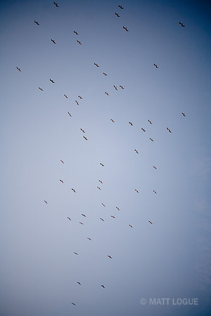 Seagulls, evening, Hermosa Beach, CA