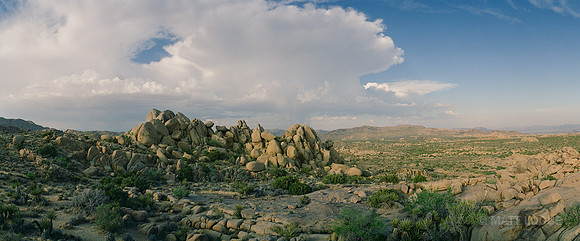 Near Jumbo Rocks, Joshua Tree NP CA