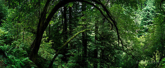 Along the Lost Coast Trail, Sinkyone Wilderness CA